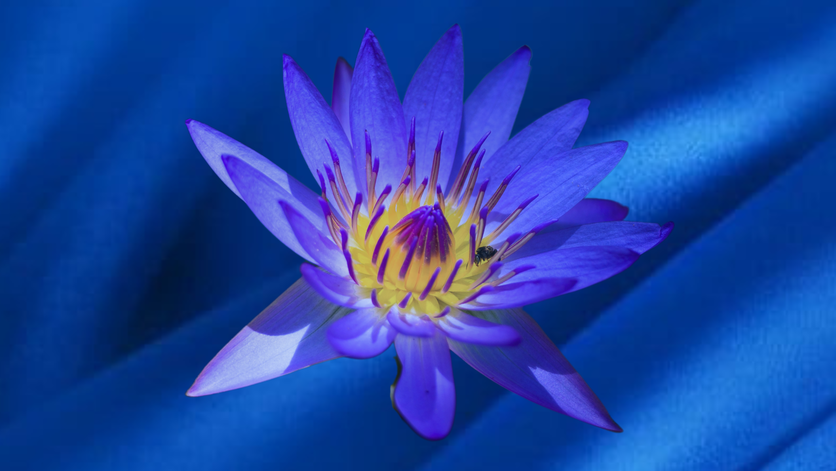 Diamond, Lapis Lazuli & Blue Lotus